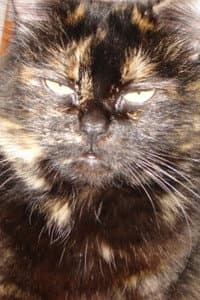 Gojira Cat