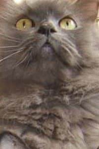 Monstro Cat