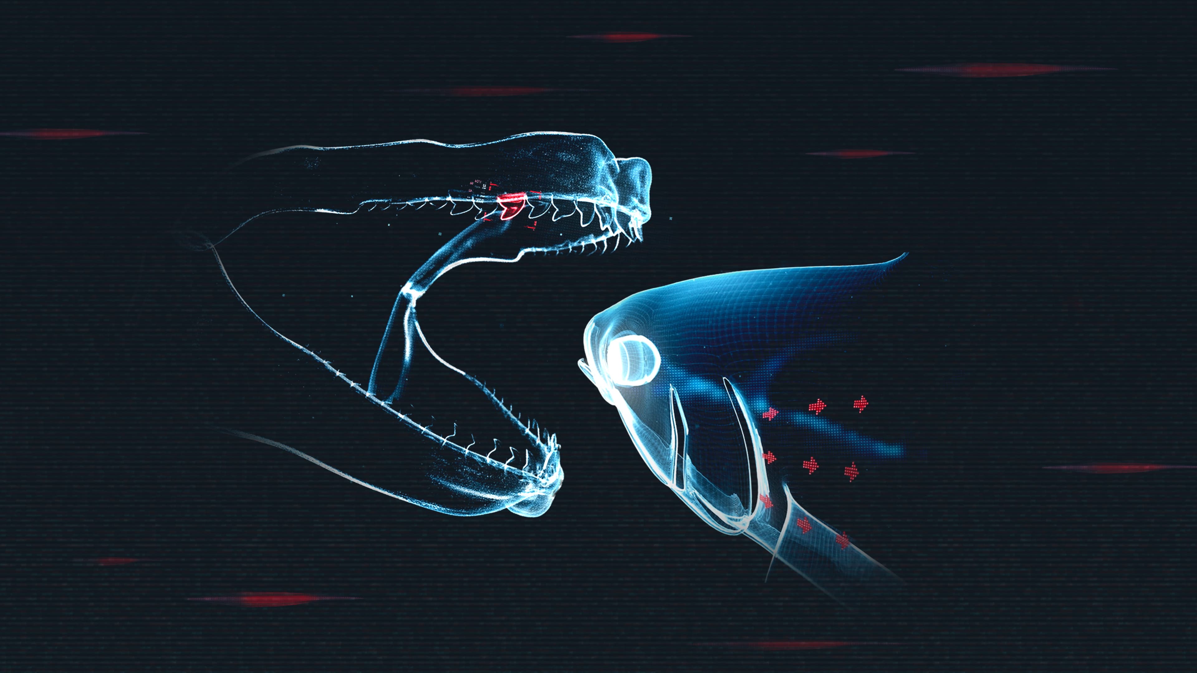 Shark vs. Tuna backdrop